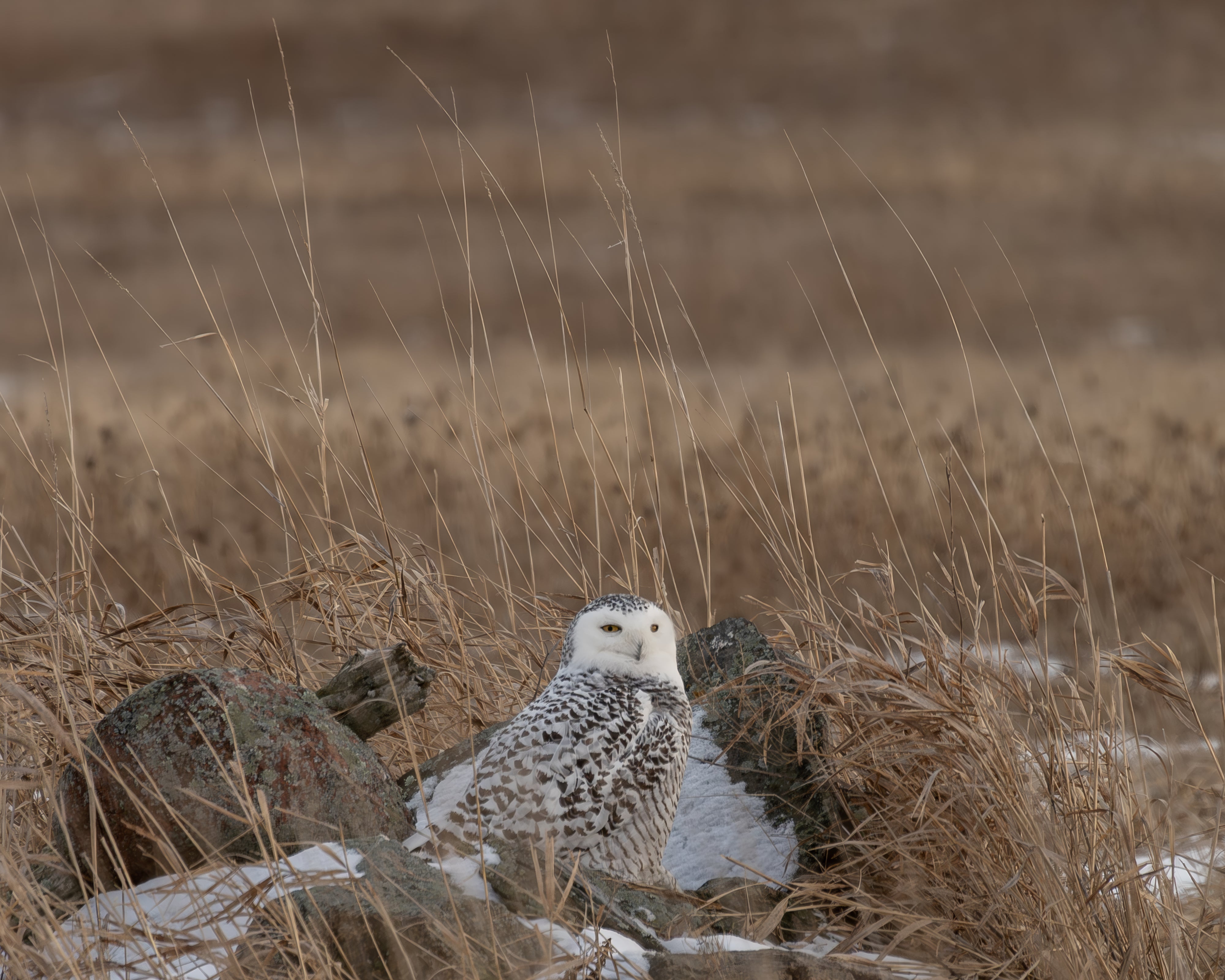 Camouflage II