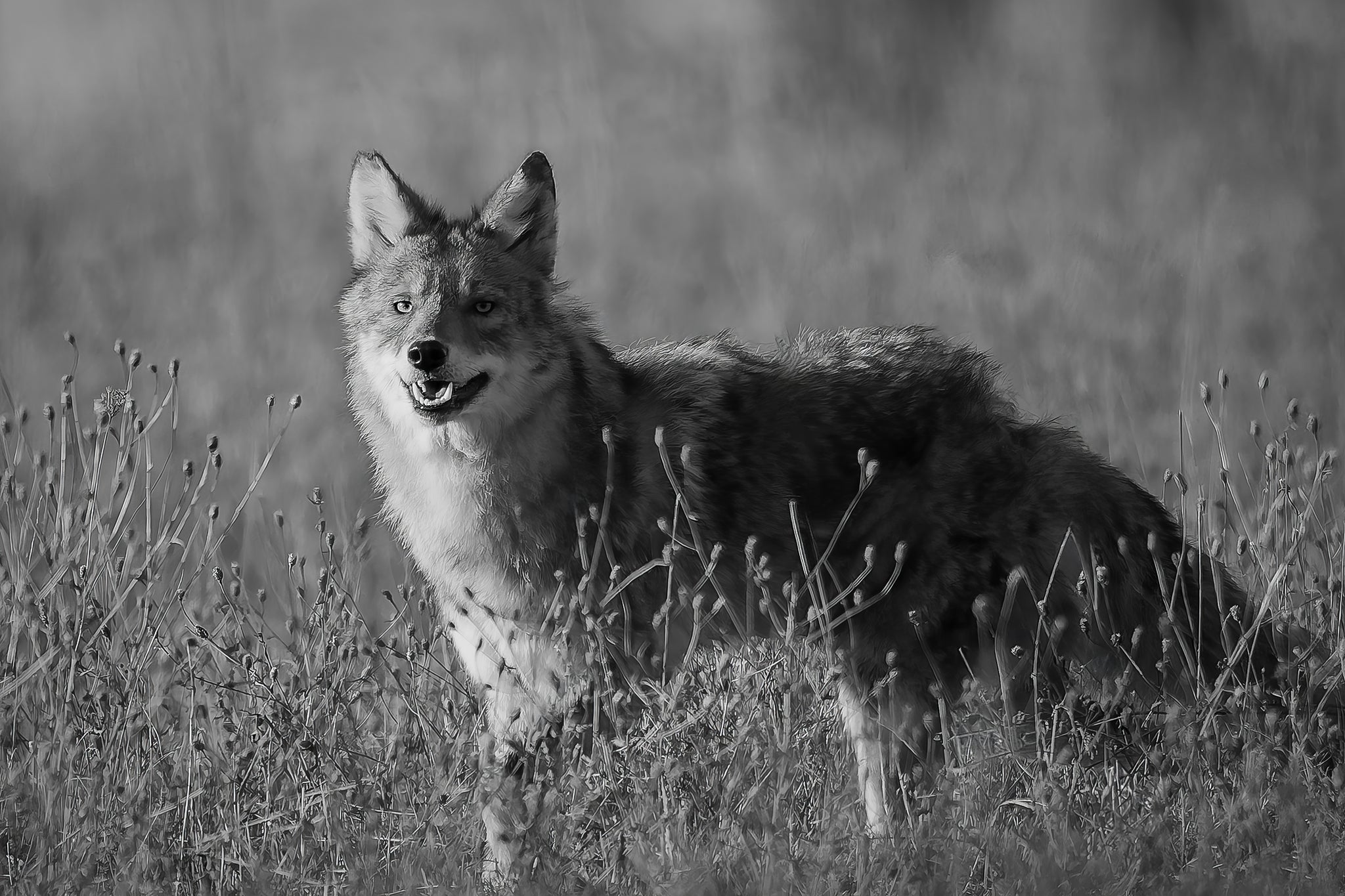 Coyote captured in stunning detail, showcasing nature's beauty.