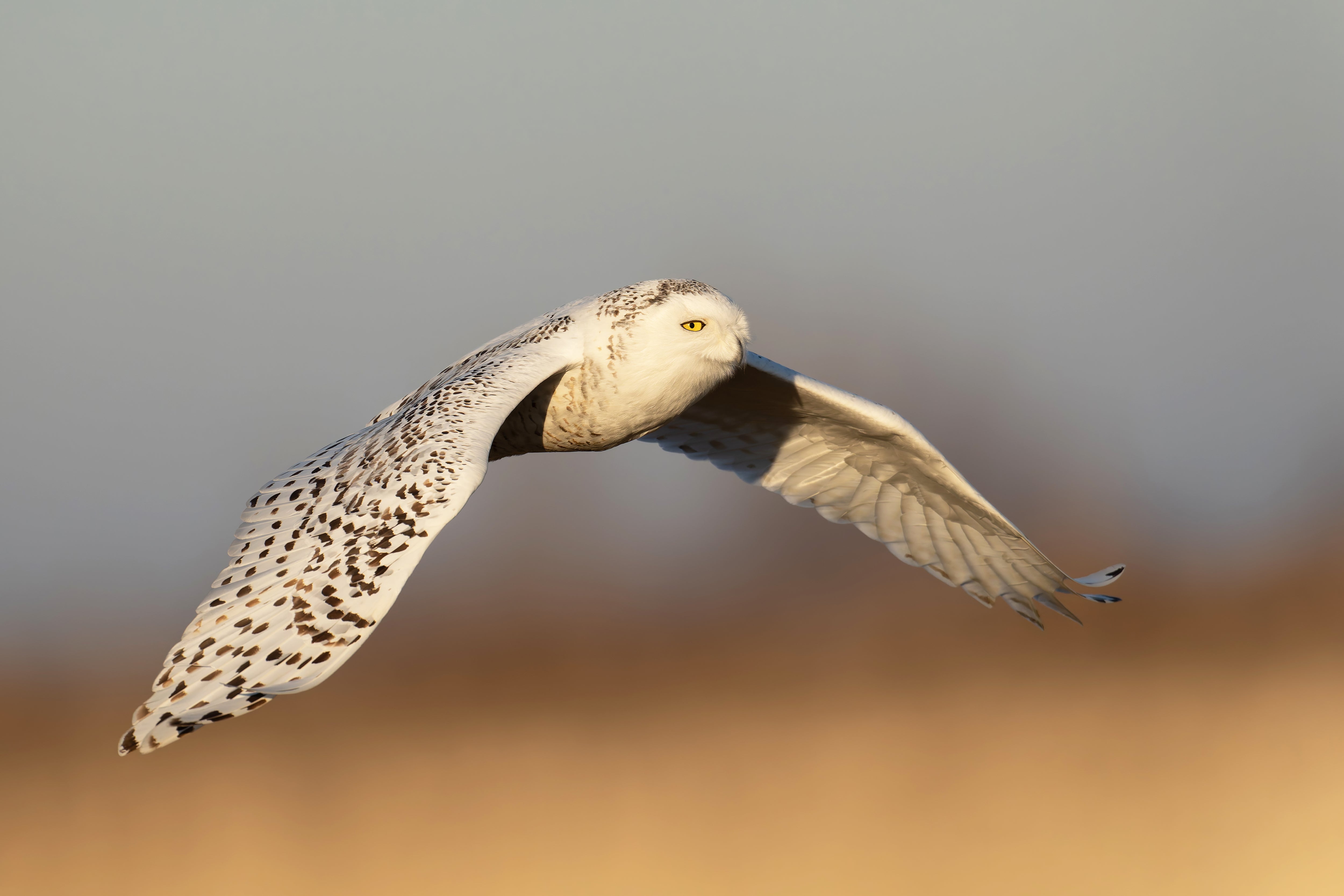 Flight of the Snowy
