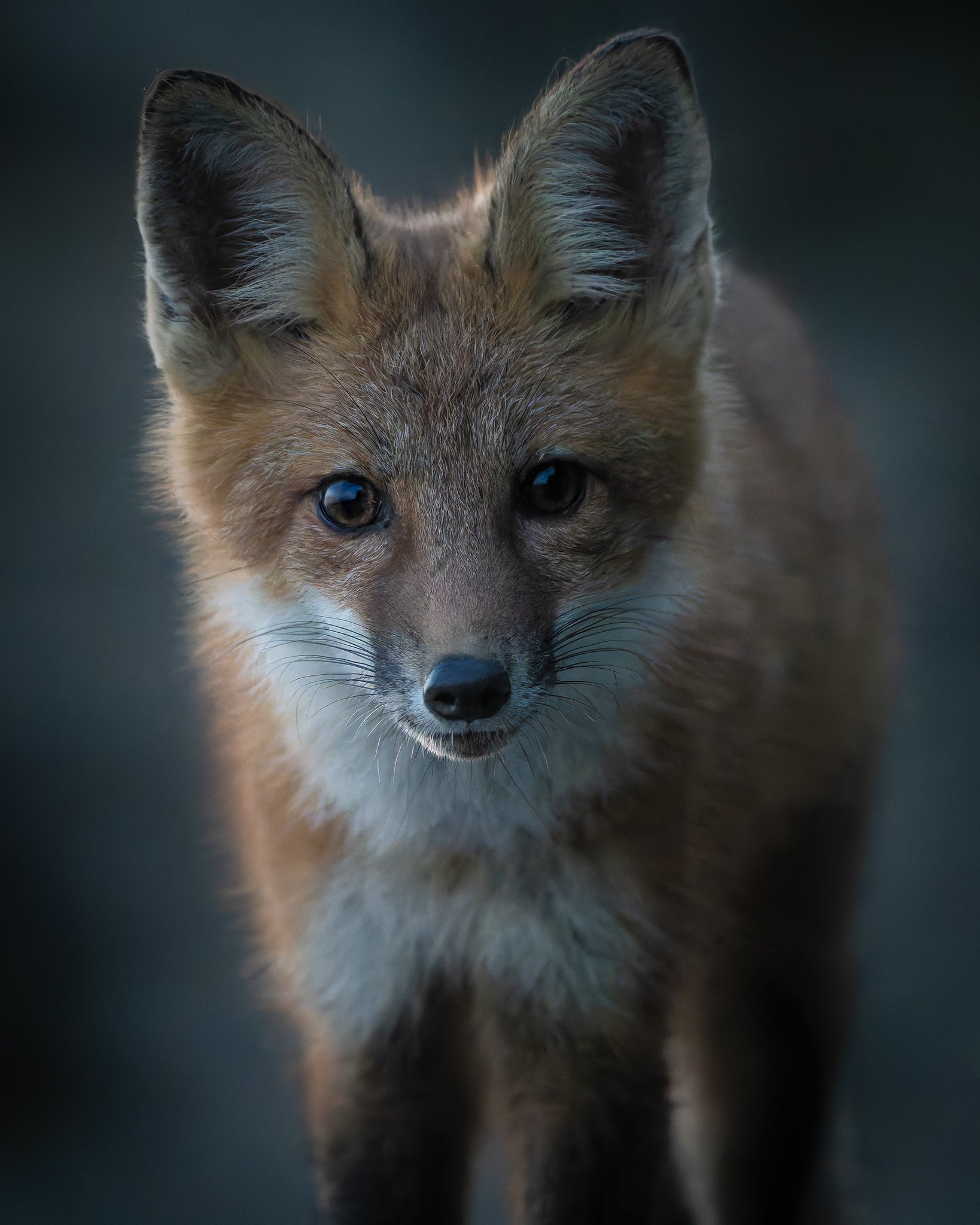 Fox Kit