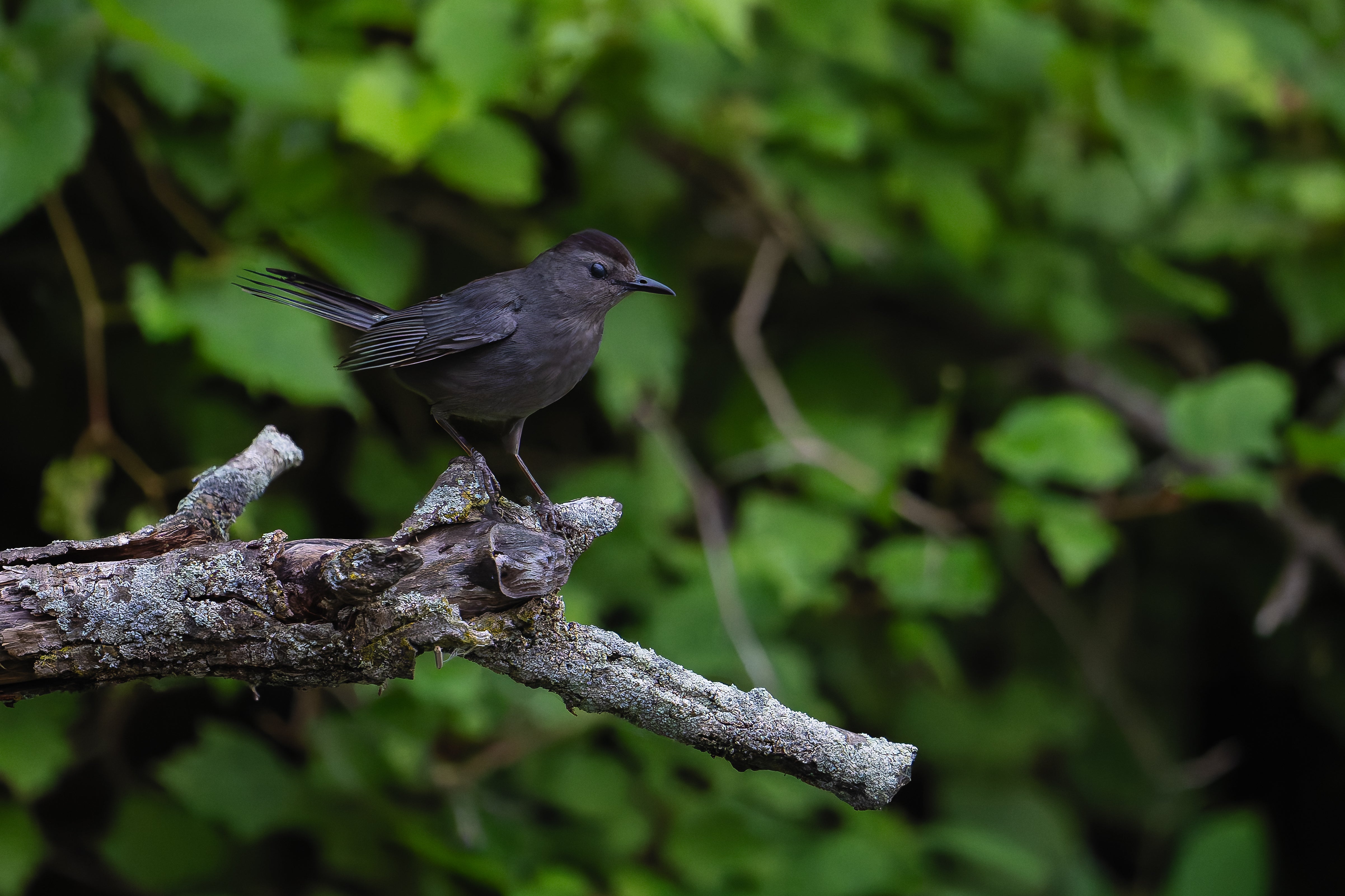 Gray Catbird captured in stunning detail, showcasing nature's beauty.
