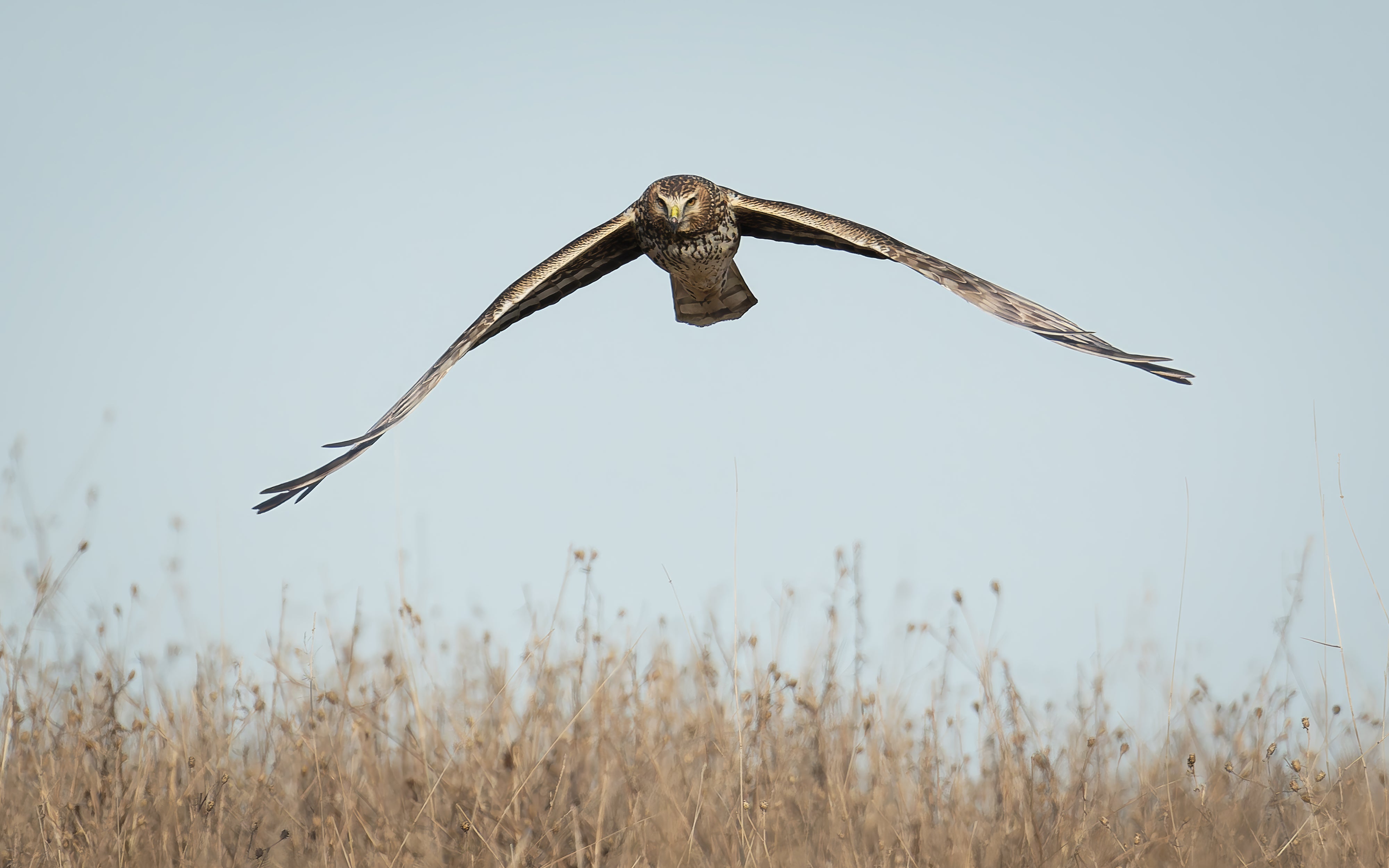 Harrier