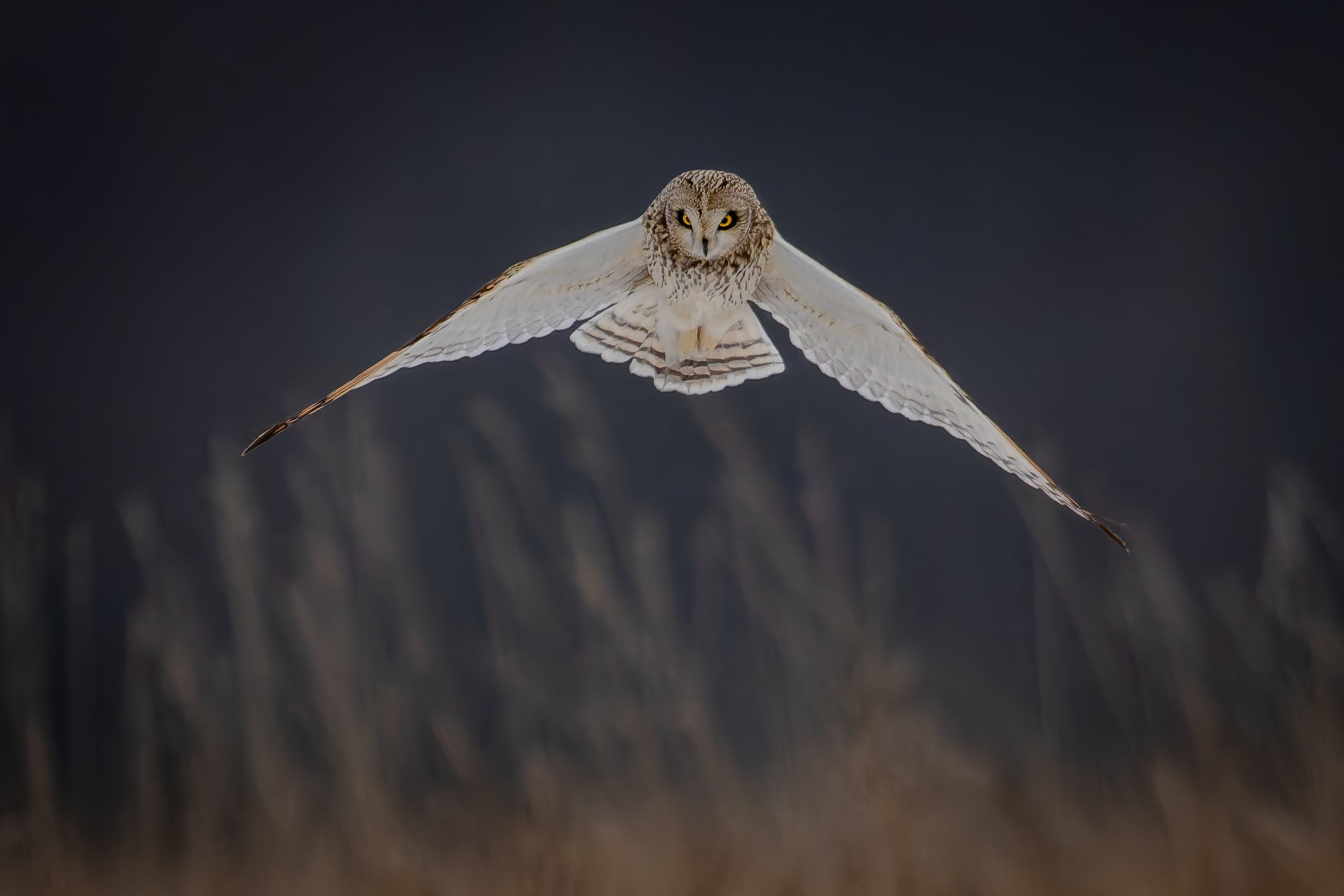 Intent captured in stunning detail, showcasing nature's beauty.