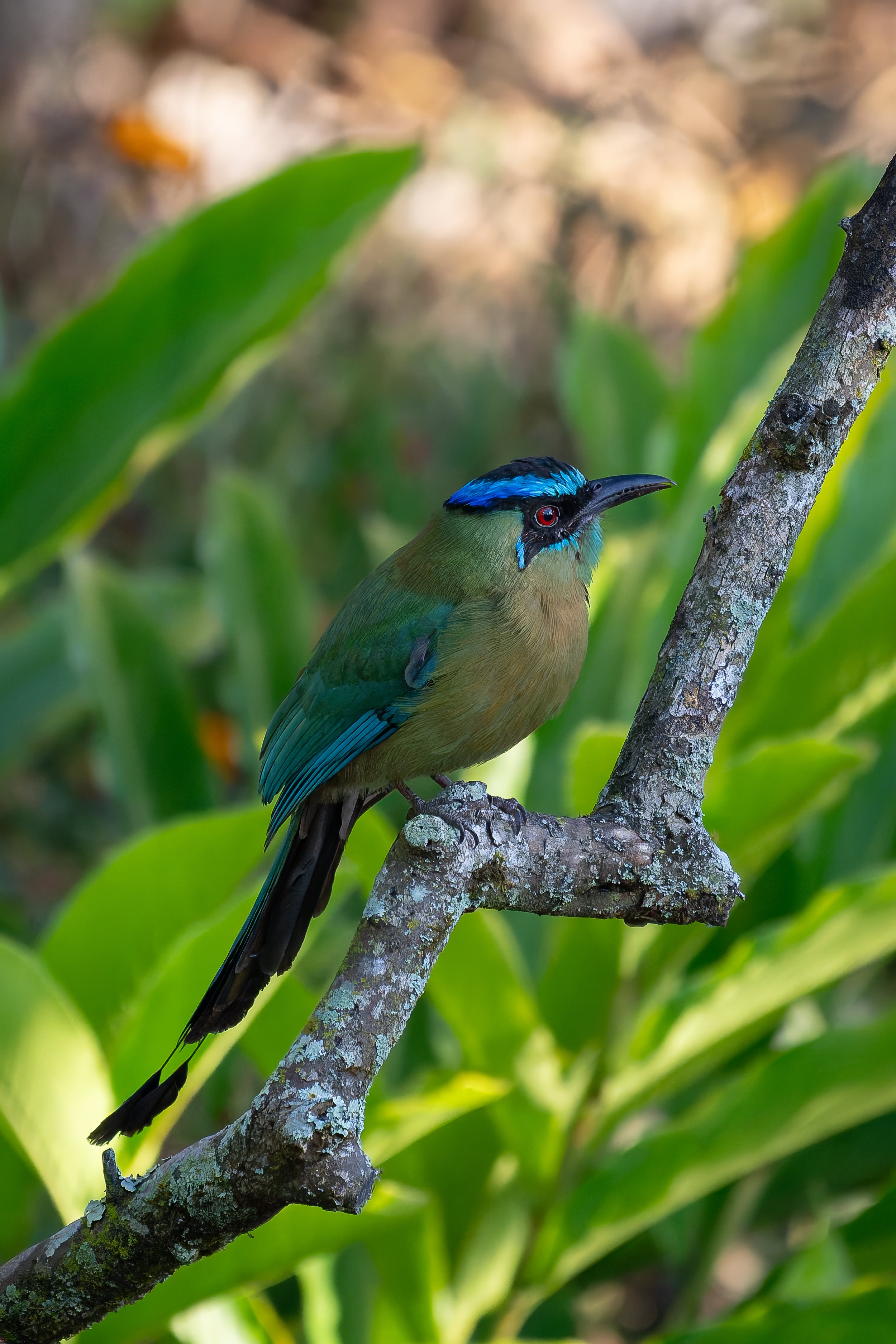 Lesson's Motmot captured in stunning detail, showcasing nature's beauty.