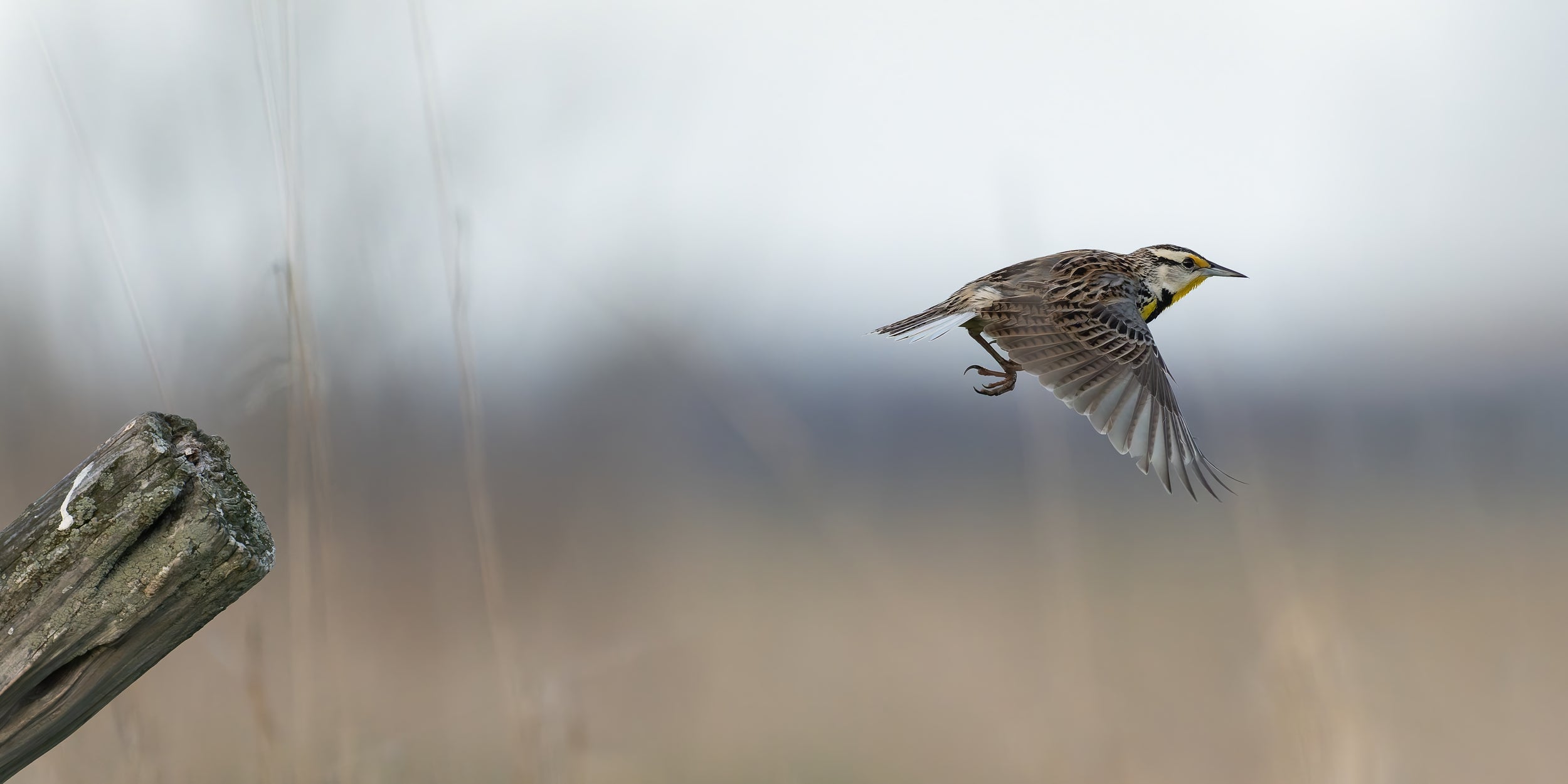 Meadowlark captured in stunning detail, showcasing nature's beauty.