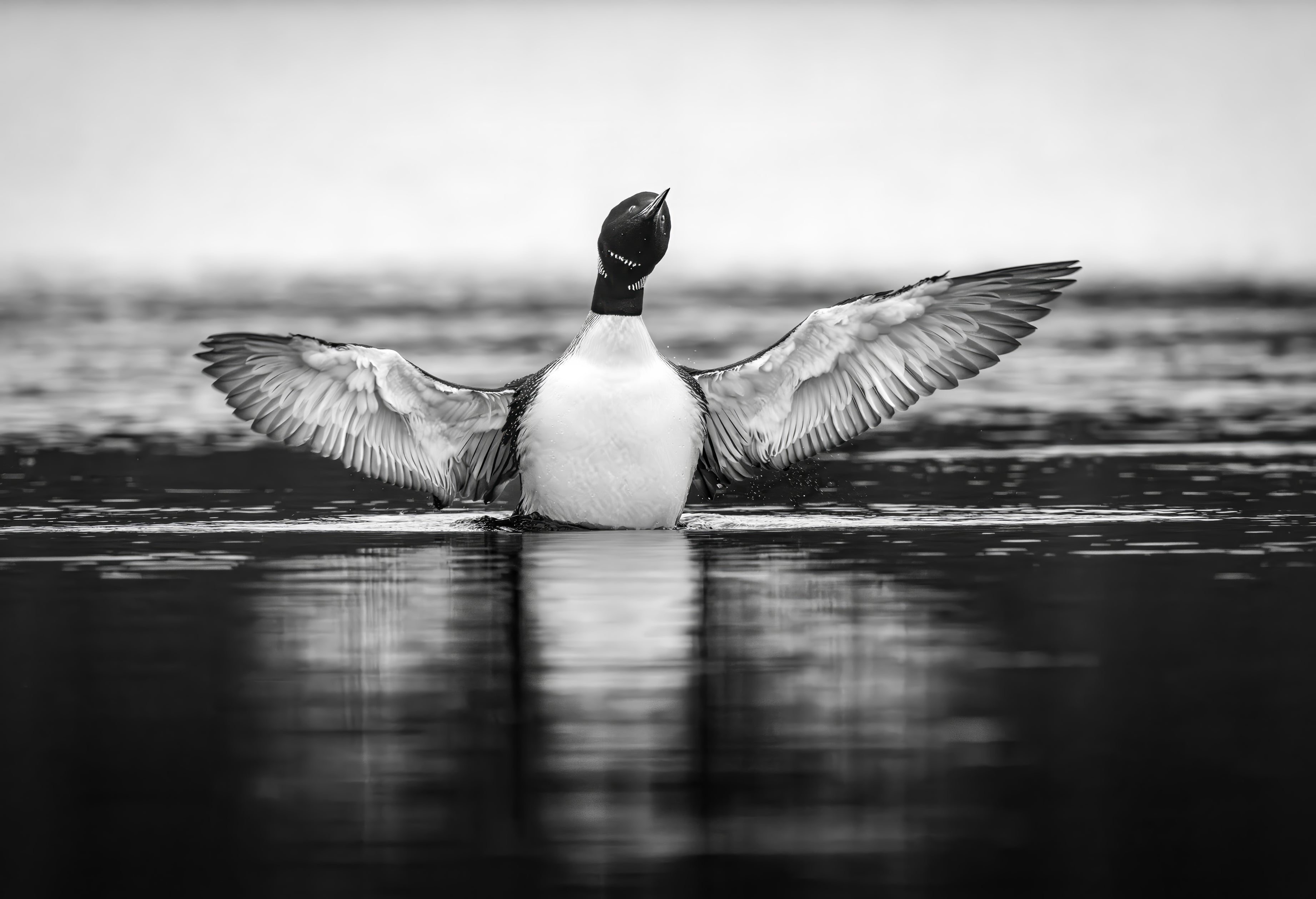 Wildlife photography: Newfoundland Loon, highlighting authenticity and vividness.
