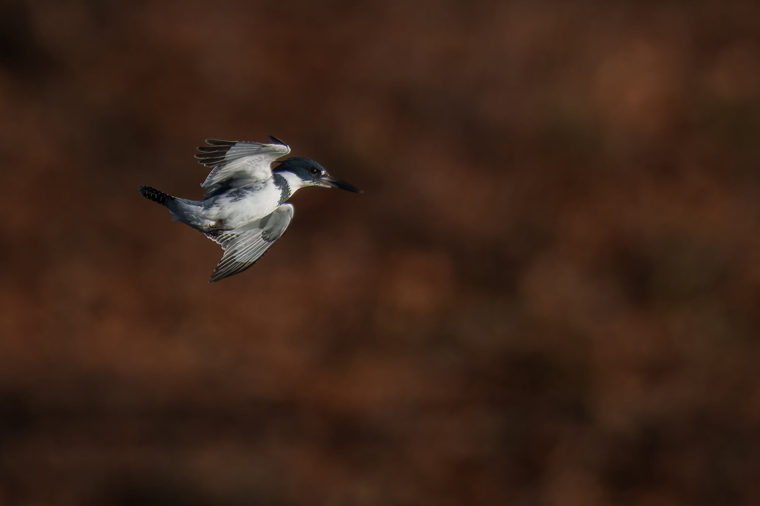 November Kingfisher