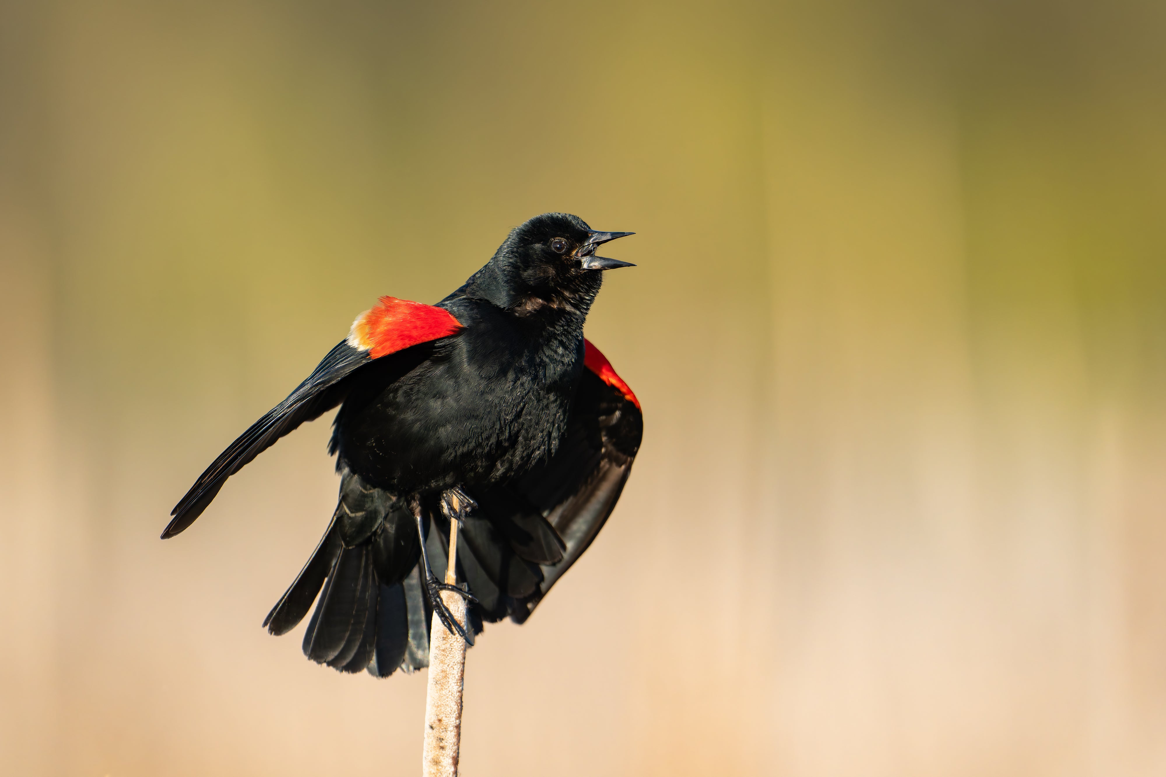 Red-winged Blackbird II