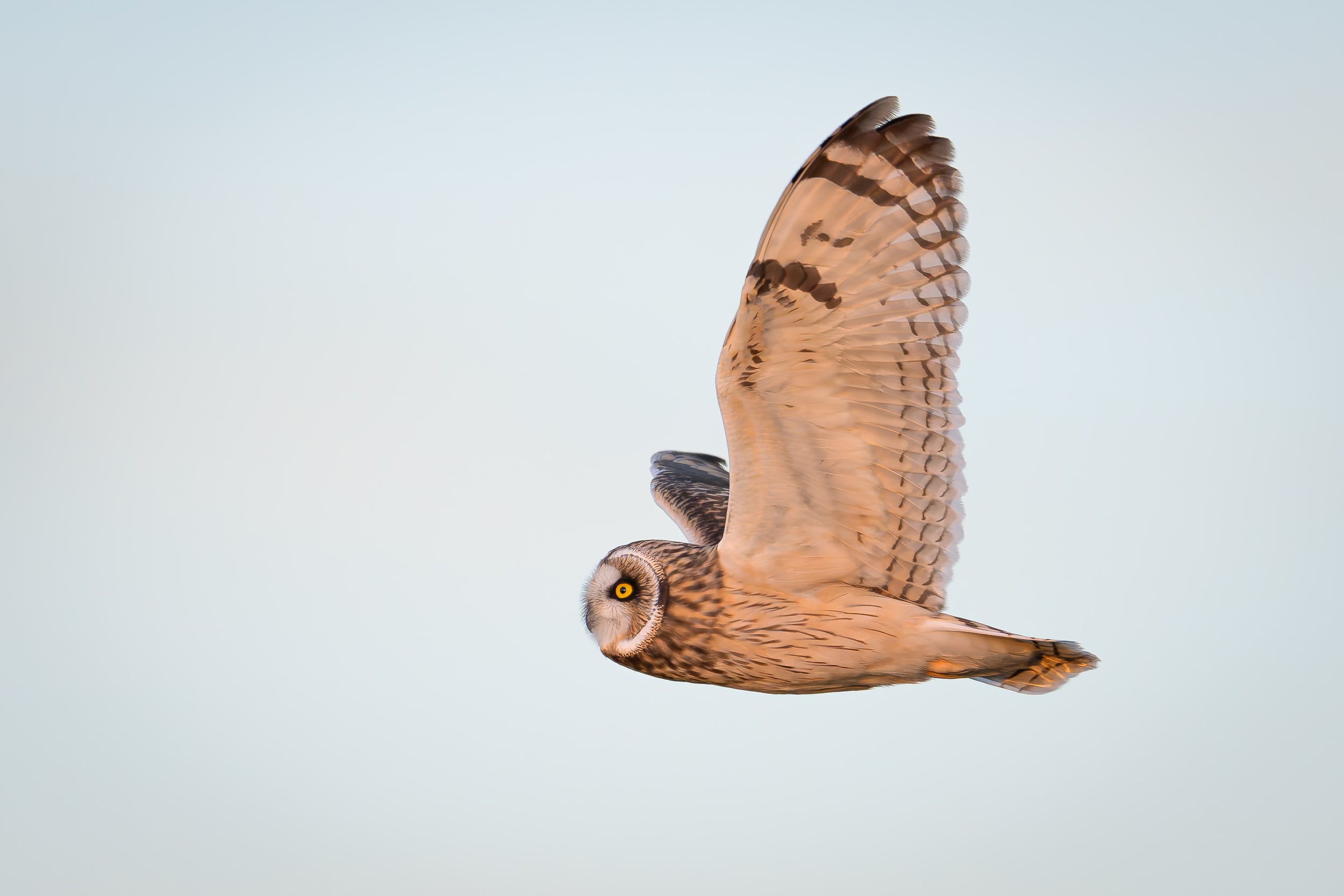 Short-eared Owl captured in stunning detail, showcasing nature's beauty.