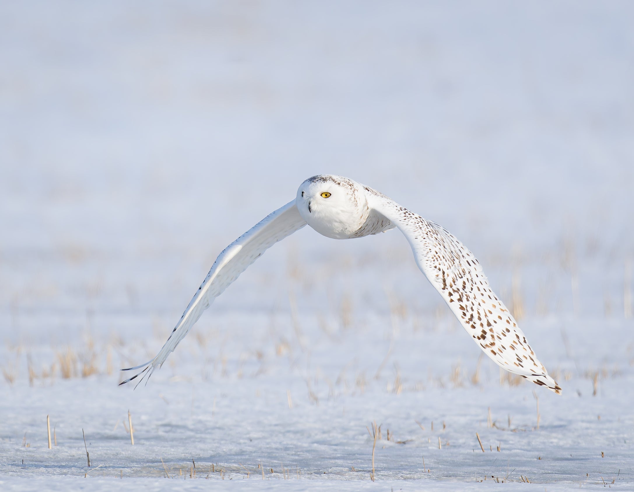 Snowy Owl