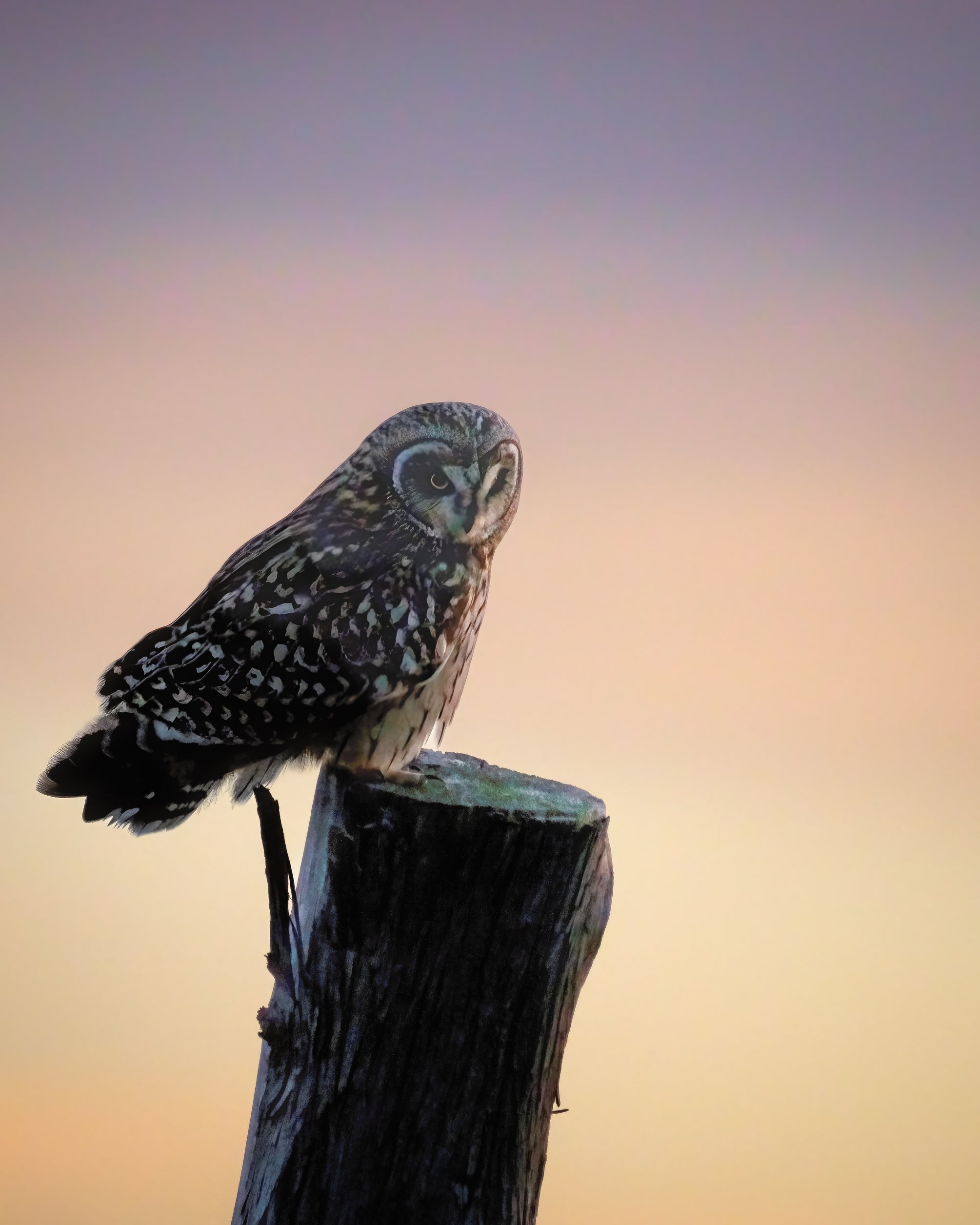 Sunset Portrait Short-eared Owl captured in stunning detail, showcasing nature's beauty.