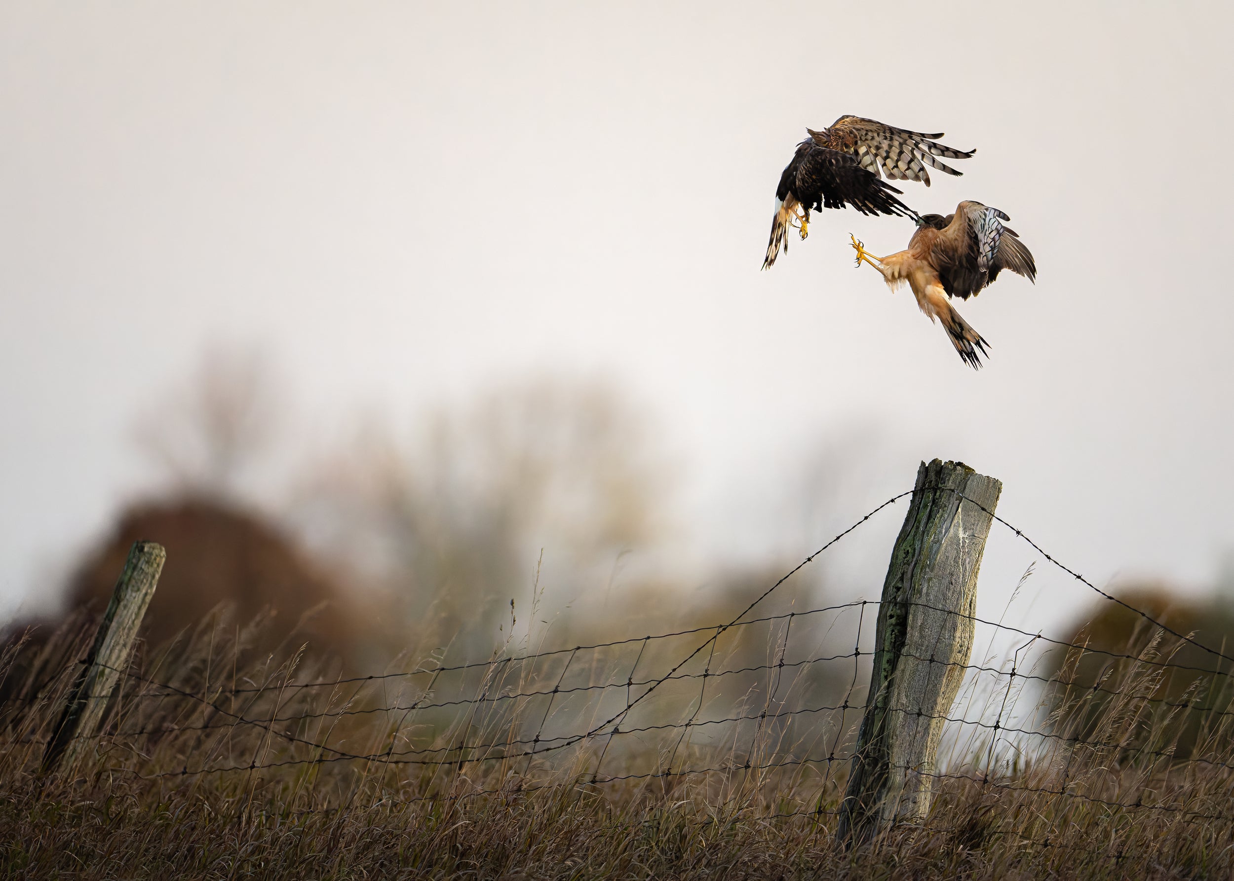 Territory captured in stunning detail, showcasing nature's beauty.