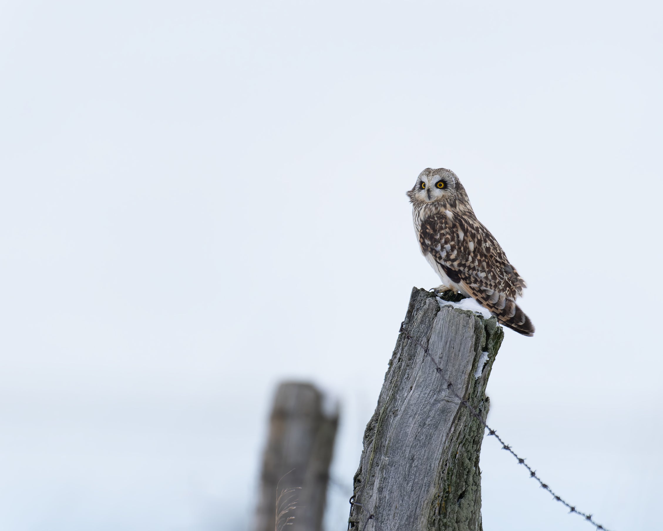 Wildlife photography: Short-eared Owl, highlighting authenticity and vividness.