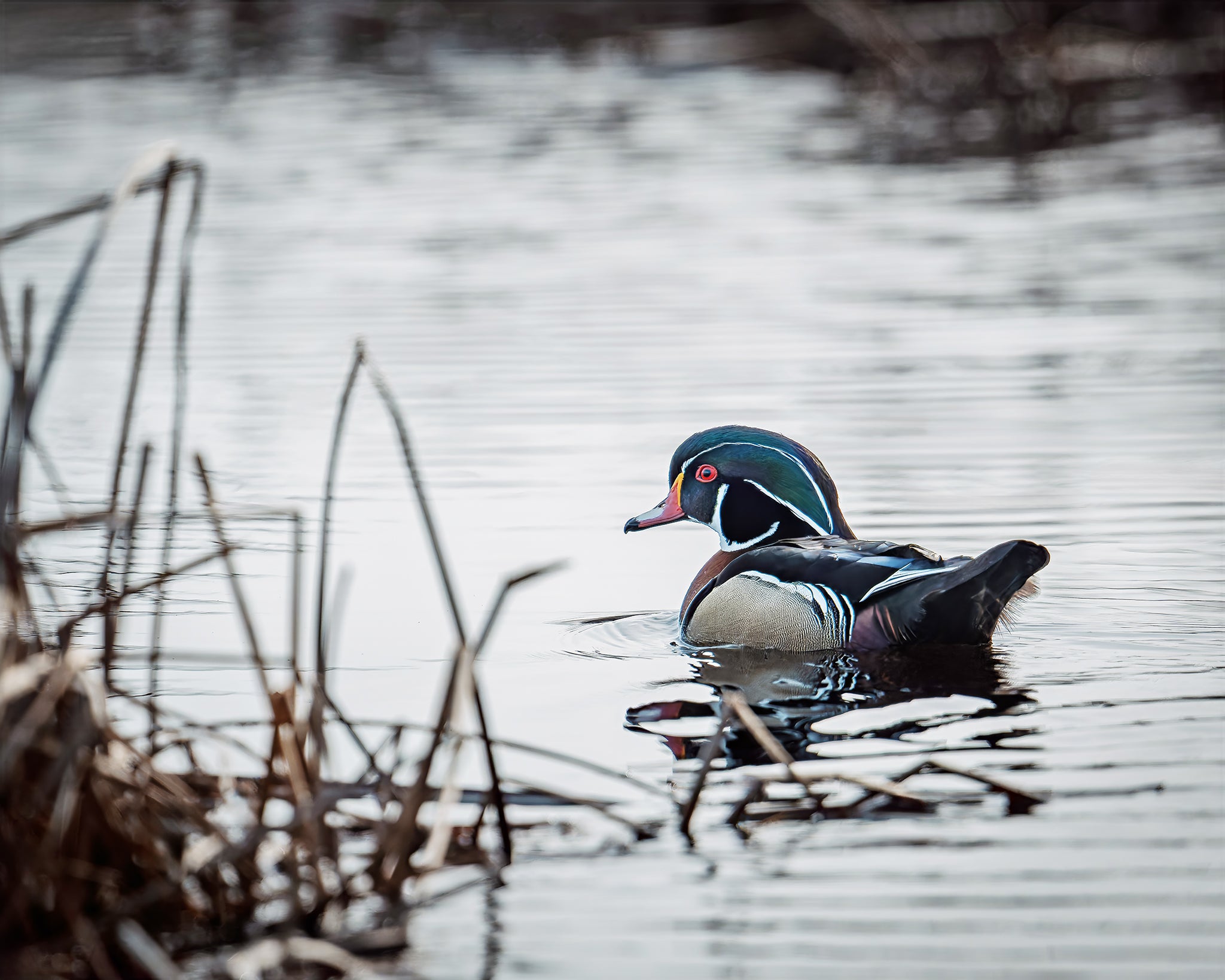 Wood Duck