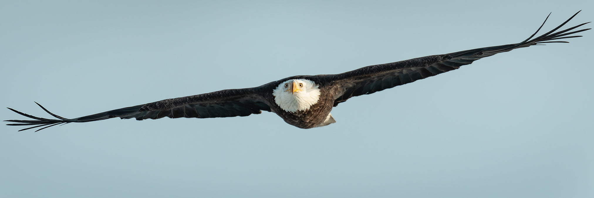 South Shore Bald Eagle