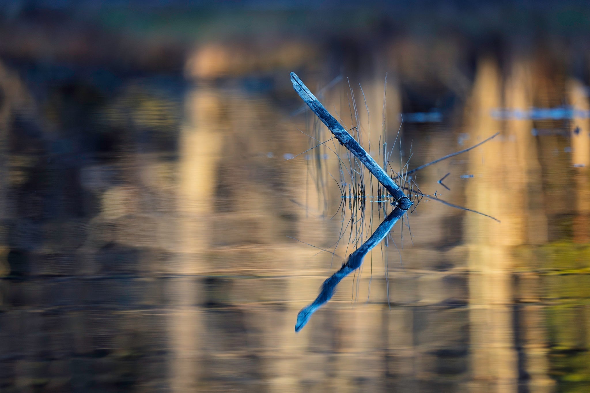 NATURE'S LENS, November 10, 2025, Rare white beaver.
