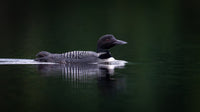 Algonquin Loon captured in stunning detail, showcasing nature's beauty.