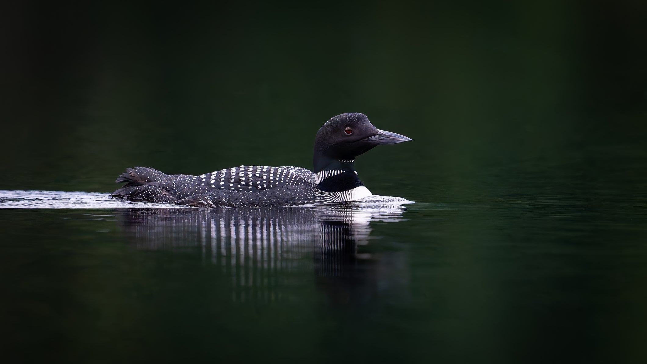 Algonquin Loon captured in stunning detail, showcasing nature's beauty.