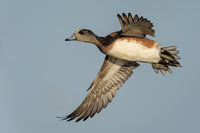 American Wigeon captured in stunning detail, showcasing nature's beauty.