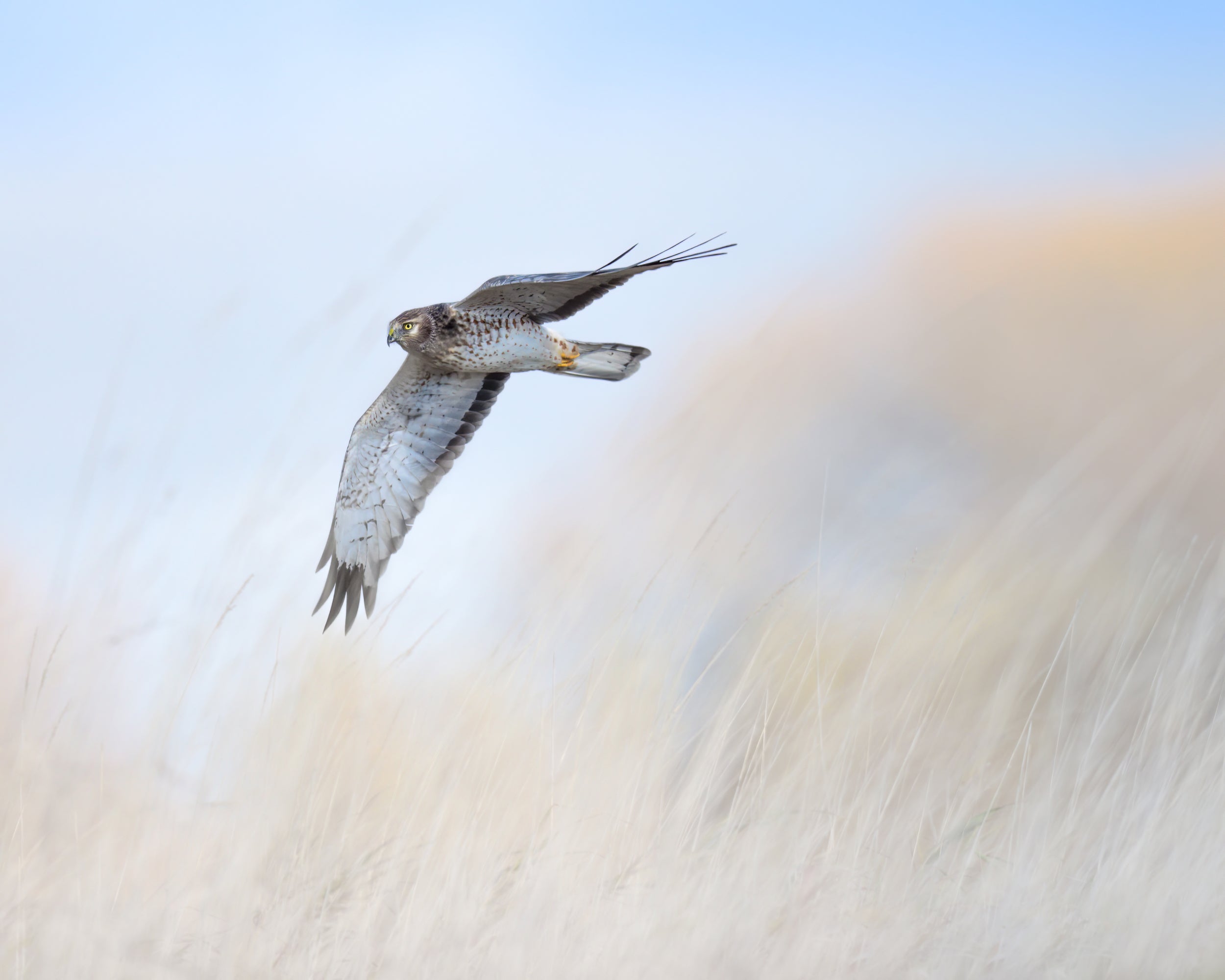 Wildlife photography: Autumn Harrier, highlighting authenticity and vividness.