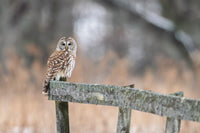 Barred Postone
