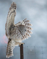 Barred 3