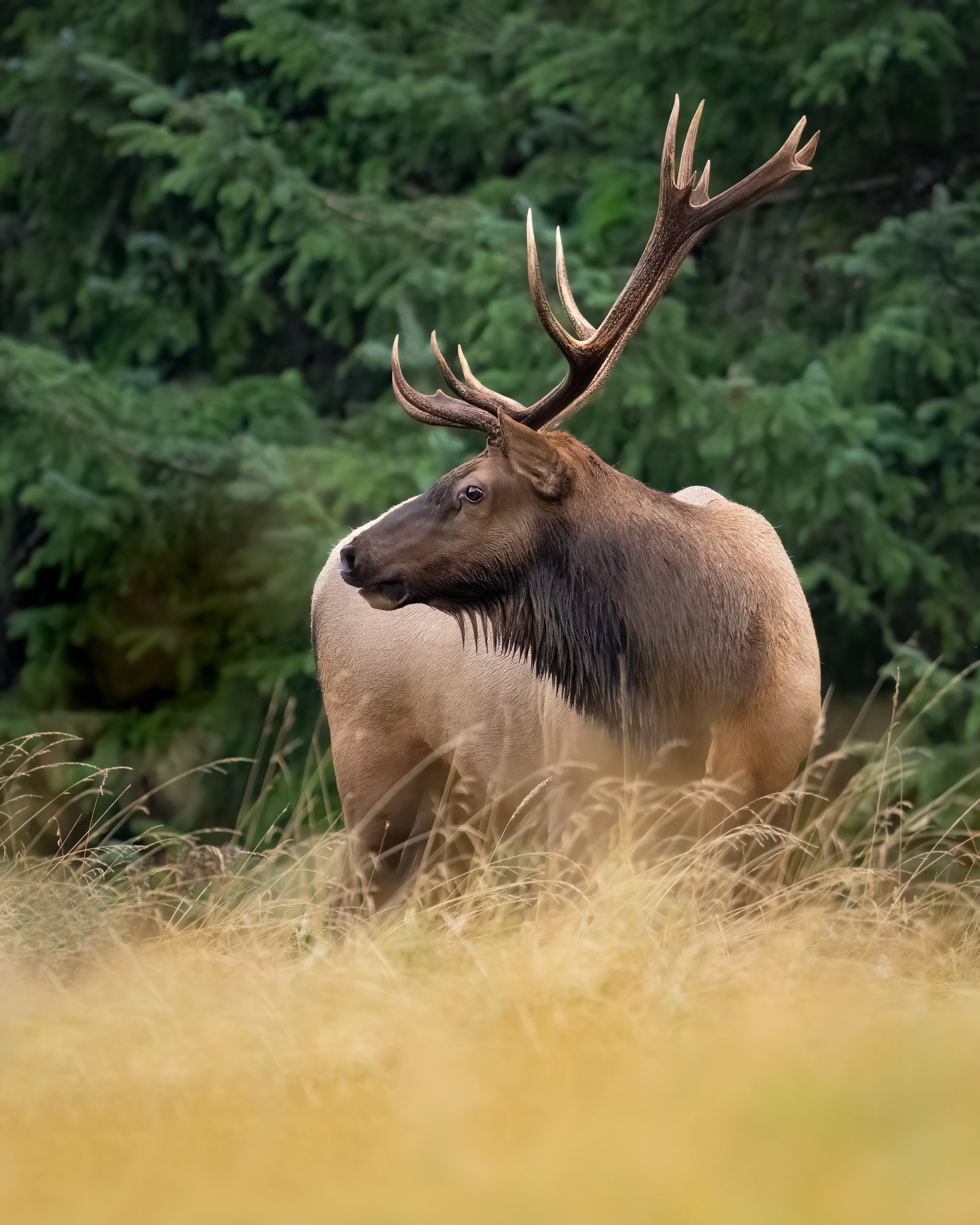 Wildlife photography: Caribou Bull, highlighting authenticity and vividness.