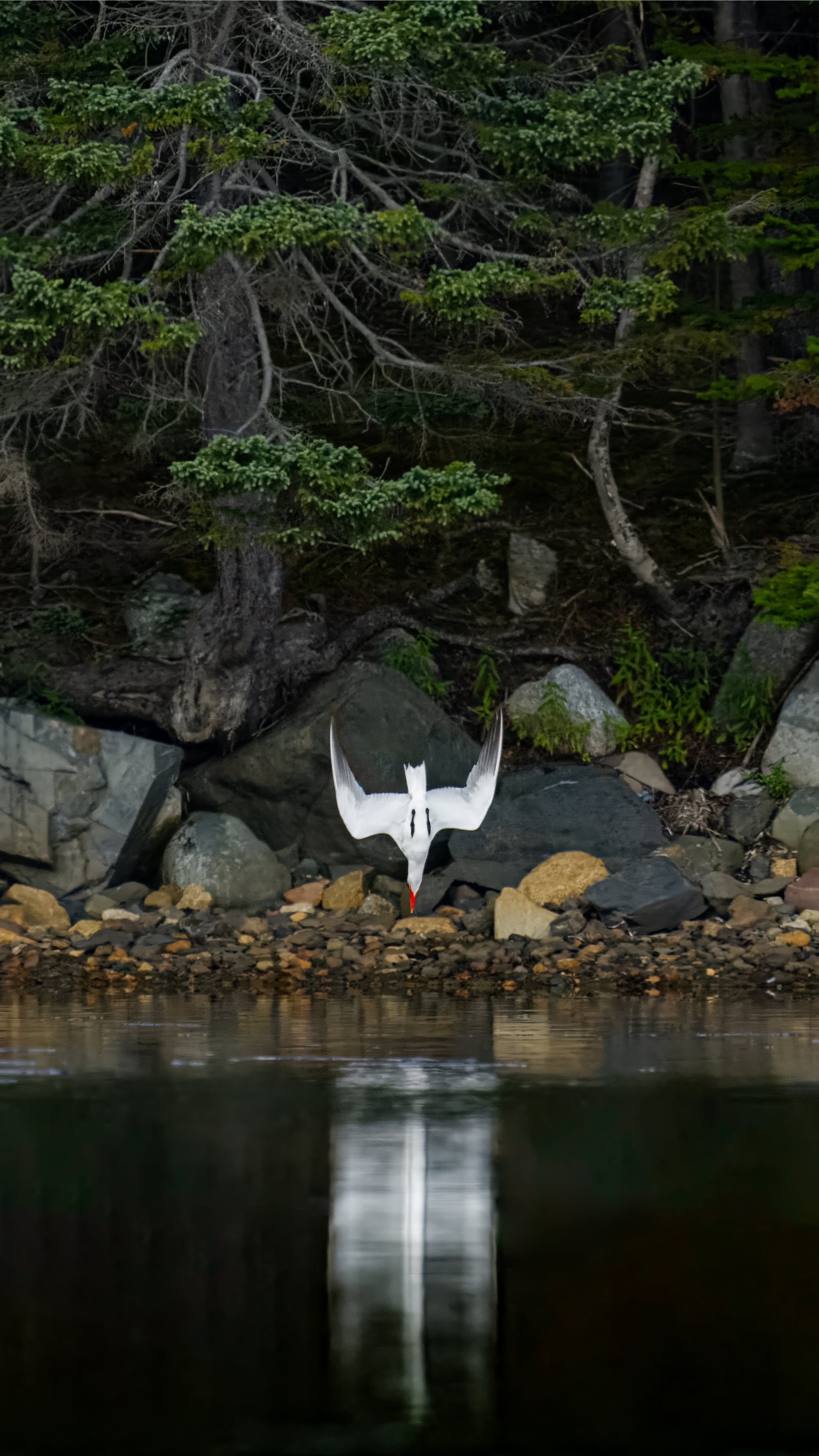 Caspian Tern captured in stunning detail, showcasing nature's beauty.