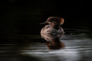 Common Merganser Hen