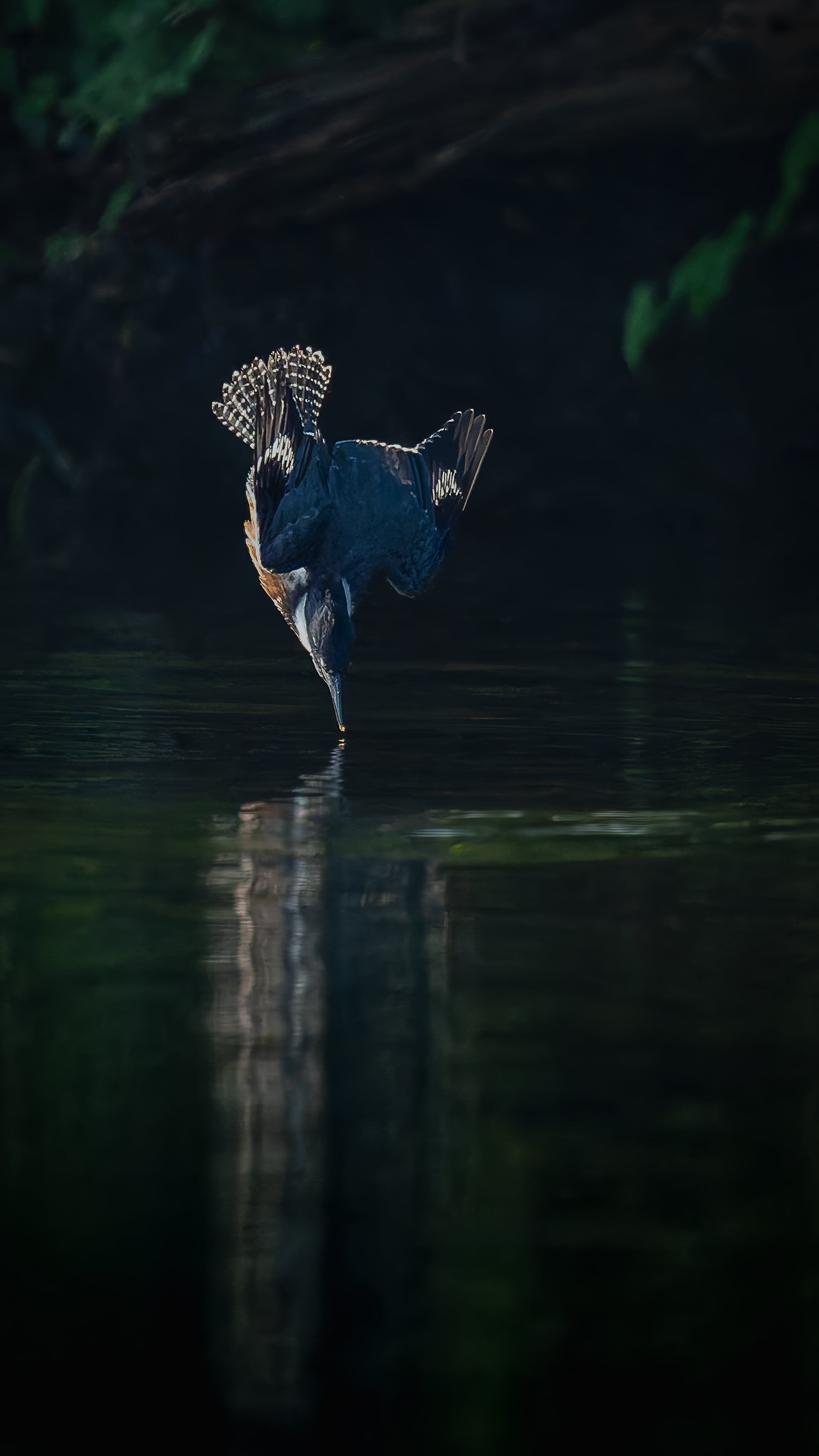 Dive captured in stunning detail, showcasing nature's beauty.