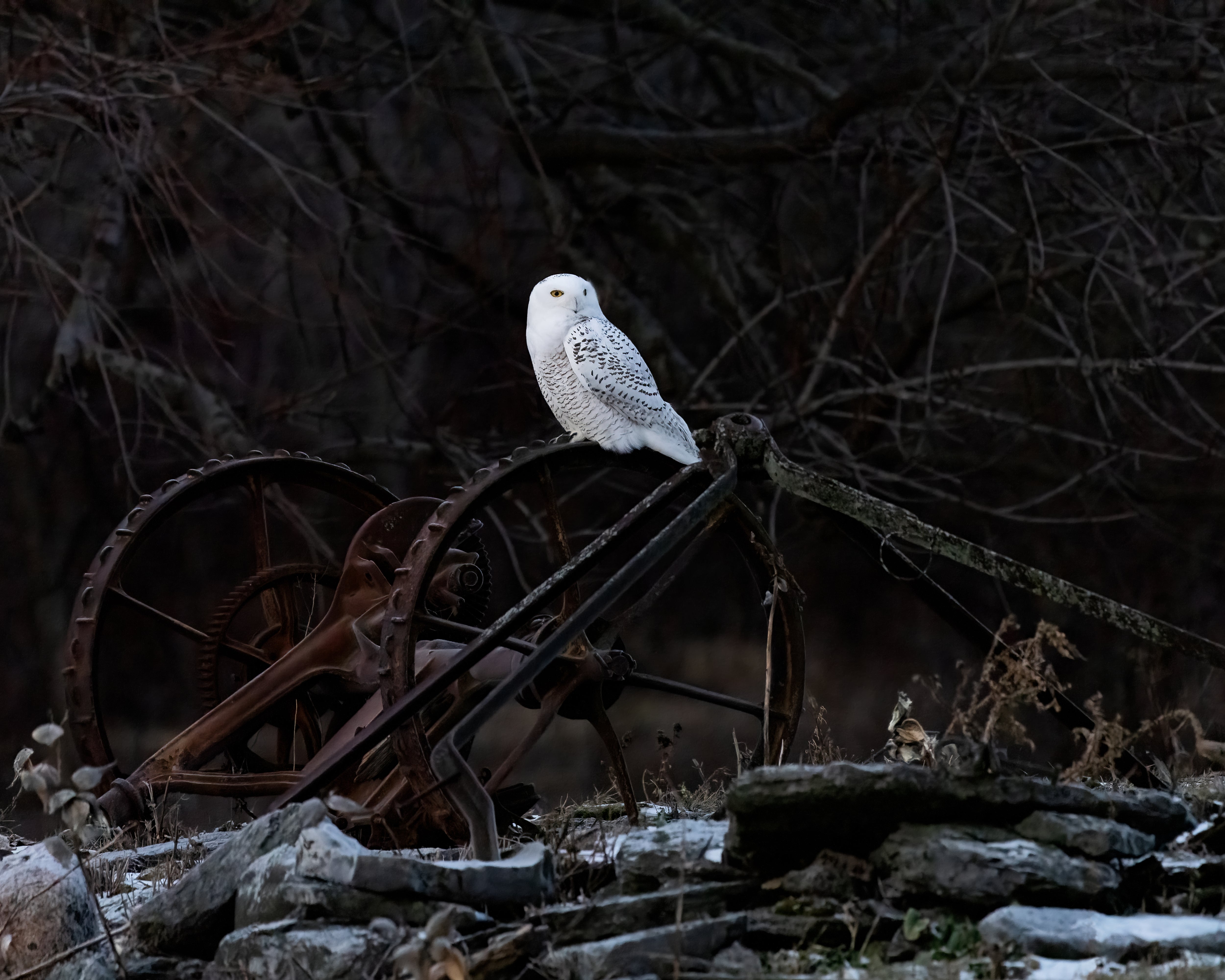 Wildlife photography: Farm Eqipment Snowy, highlighting authenticity and vividness.