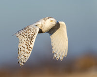 February Afternoon captured in stunning detail, showcasing nature's beauty.