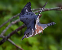 Flight of the Kingfisher captured in stunning detail, showcasing nature's beauty.