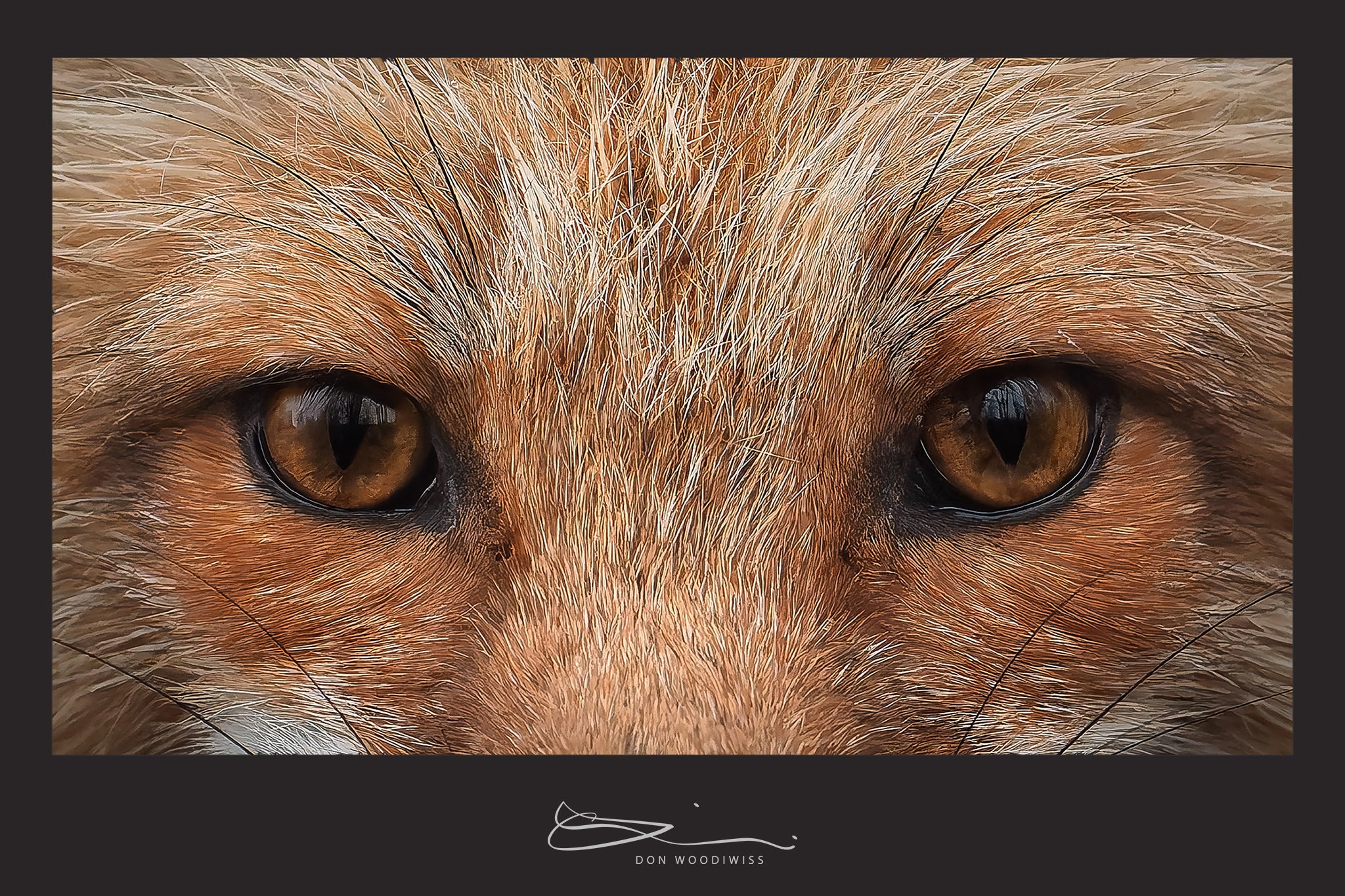 FoxEyes2.jpg