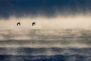 Frigid Morning