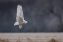 Frigid Morning Snowy captured in stunning detail, showcasing nature's beauty.