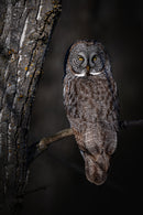 Great Grey Owl