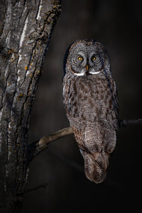 Great Grey Owl