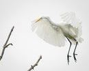 Great Egret II