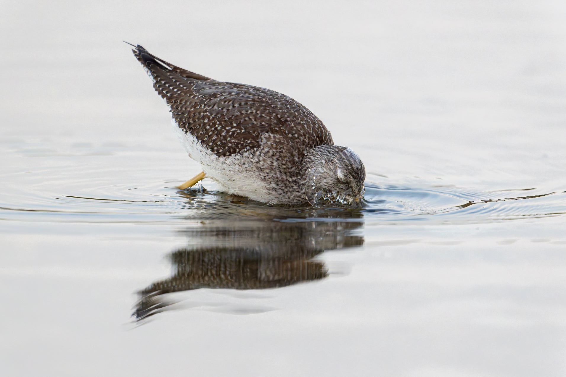 Greater Yellowlegs II