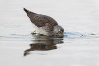 Wildlife photography: Greater Yellowlegs, highlighting authenticity and vividness.