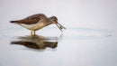 Greater Yellowlegs captured in stunning detail, showcasing nature's beauty.