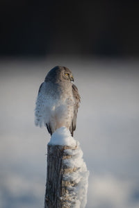 Northern Harrier Portrait