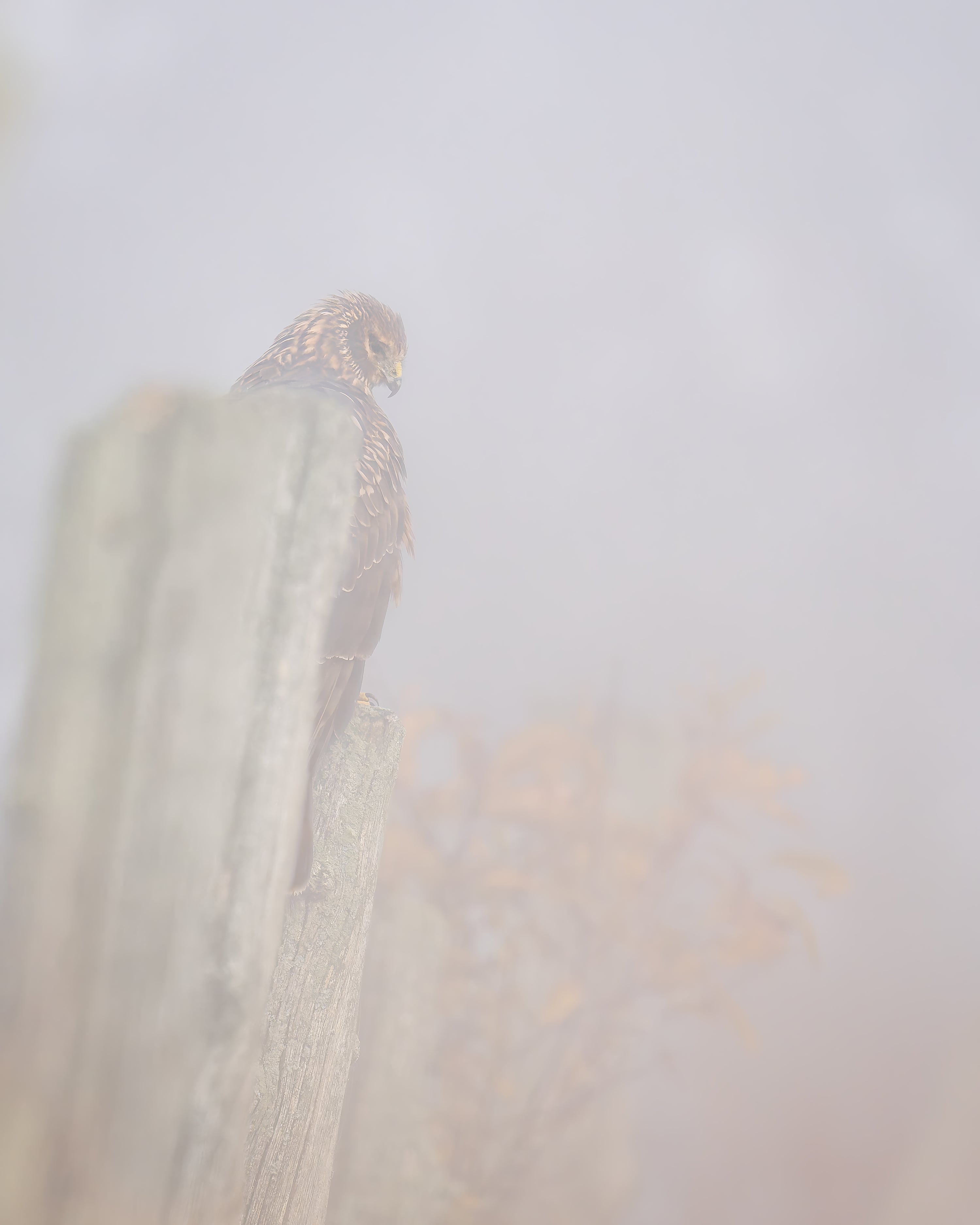 Hunting in the fog captured in stunning detail, showcasing nature's beauty.