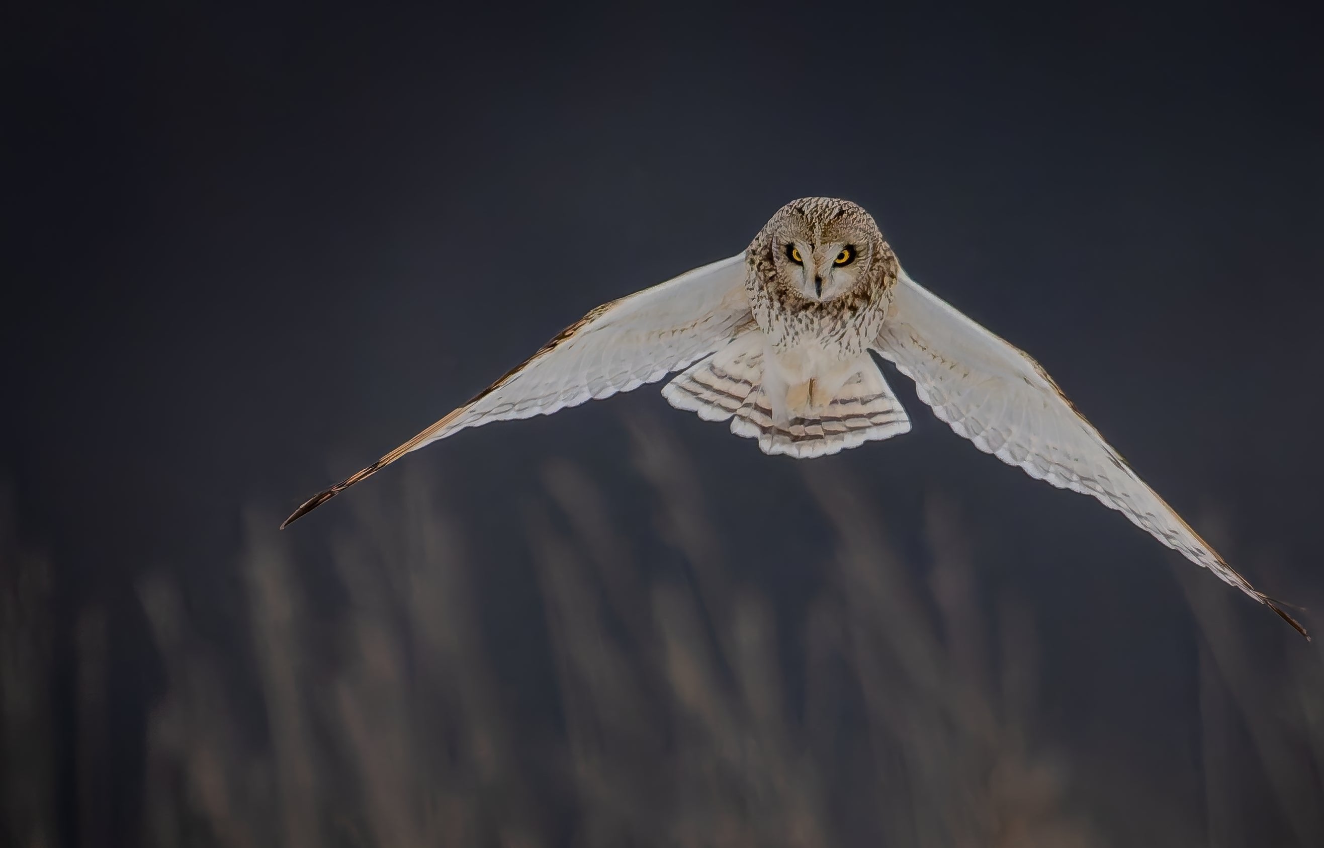 Wildlife photography: Intent, highlighting authenticity and vividness.