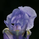 Iris captured in stunning detail, showcasing nature's beauty.