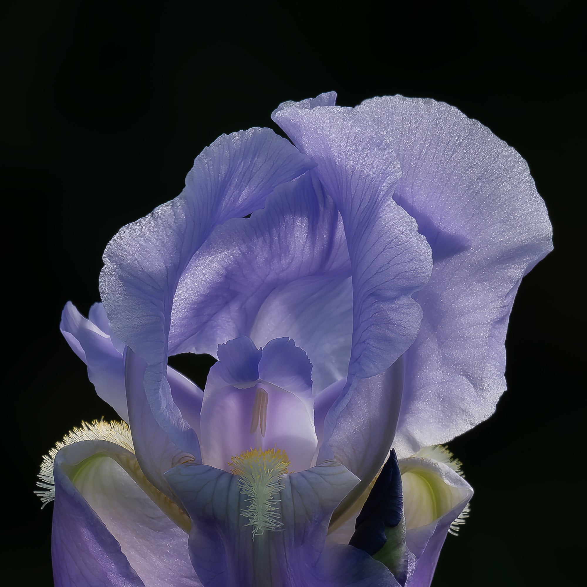 Iris captured in stunning detail, showcasing nature's beauty.