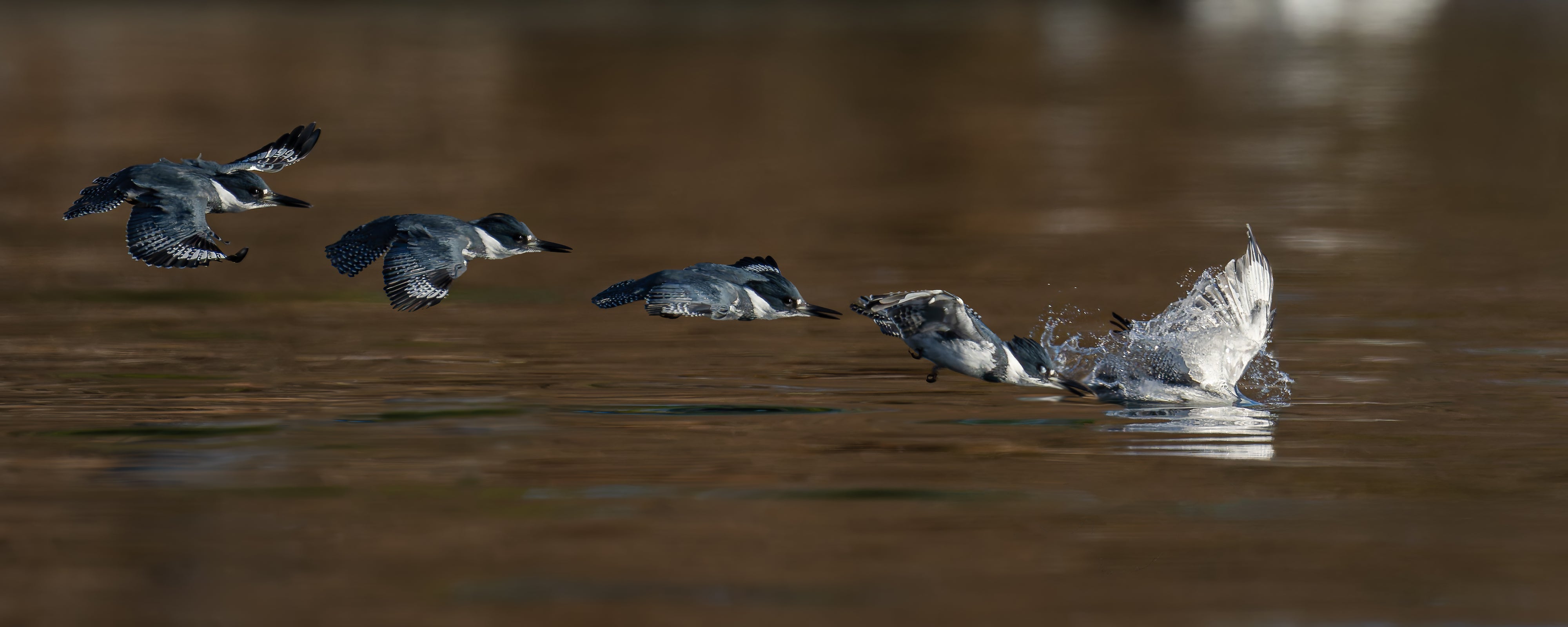 Kingfisher Hunting Sequence