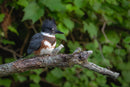 Kingfisher Three captured in stunning detail, showcasing nature's beauty.