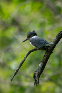 Kingfisher Two captured in stunning detail, showcasing nature's beauty.